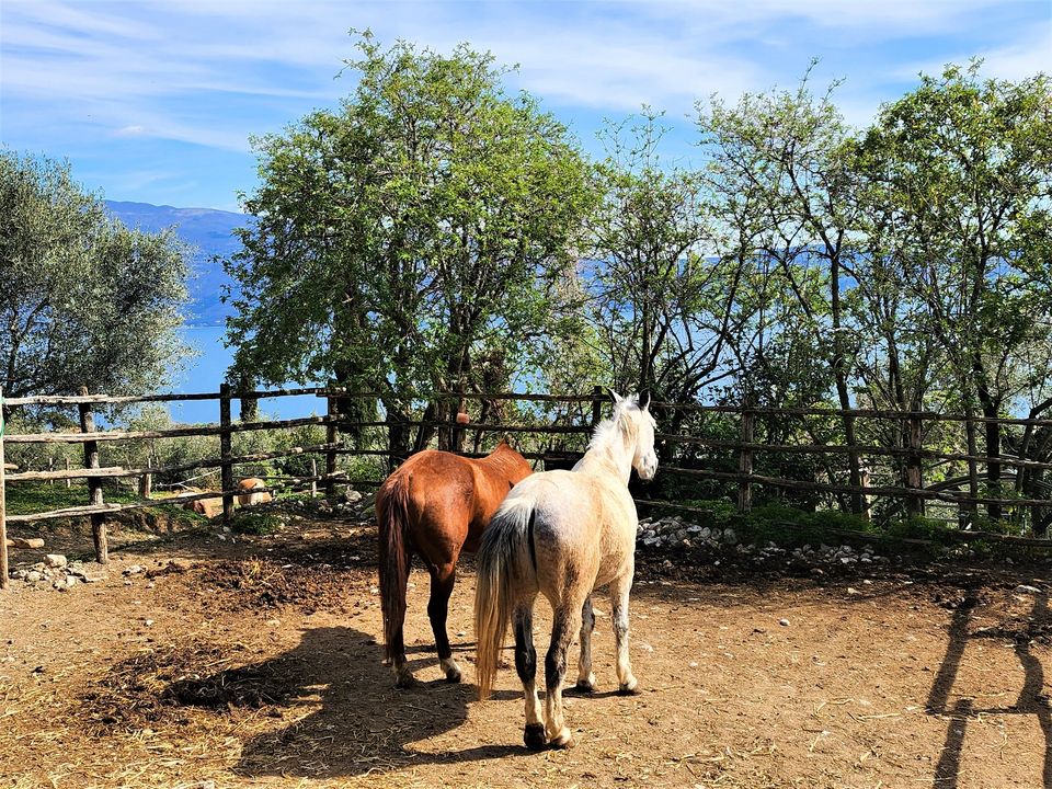 Großer Pferdehof / Reiterhof | Toscolano-Maderno | Gardasee in Oberstenfeld