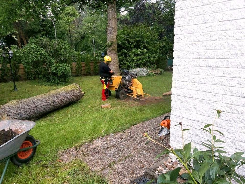 Wurzelfräsen, Wurzelstock entfernen, Stubbenfräse, Baumstumpf in Weilerswist