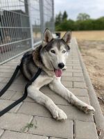 Zeus - aktiver Huskymix sucht aktives Herrchen Rheinland-Pfalz - Ellerstadt Vorschau