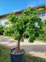 Oragenbaum Baden-Württemberg - Nehren Vorschau