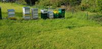 Bienenvölker, Zandermaß, Imker, Bienen, Carnica, Königin Nordrhein-Westfalen - Düren Vorschau