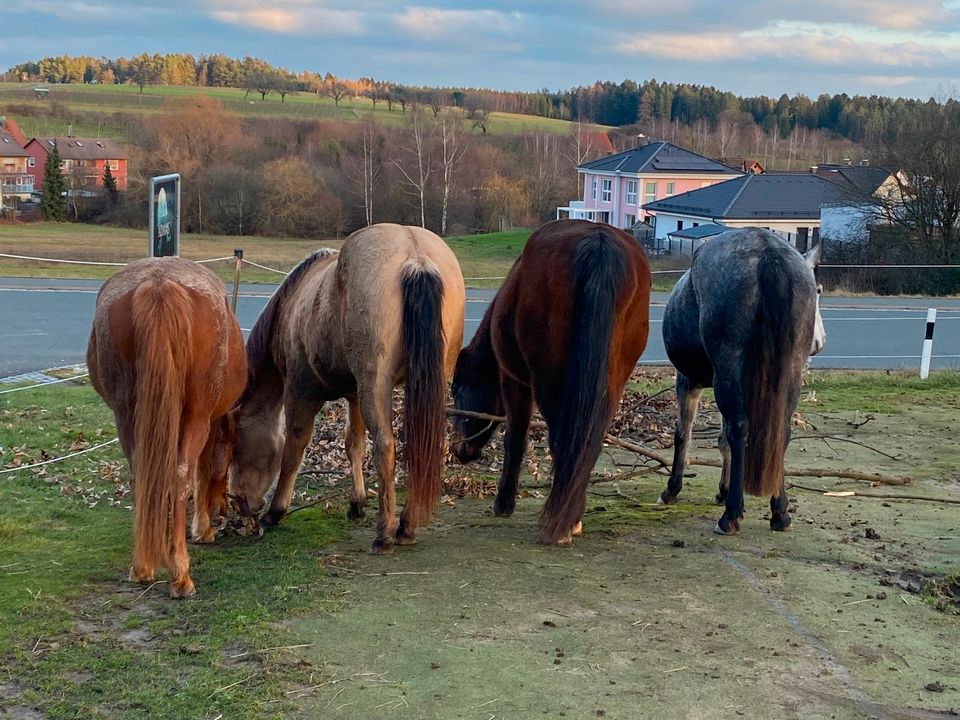 Offenstall mit Paddocktrail und automatischer Heufütterung in Obertrubach