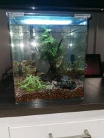 Nano Cube 30l Nordrhein-Westfalen - Krefeld Vorschau