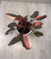 Philodendron Pink Princess Marble Nordrhein-Westfalen - Uedem Vorschau