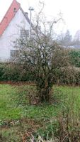 Haselnuss Korkenzieher Garten Strauch Baum Busch Nordrhein-Westfalen - Hemer Vorschau