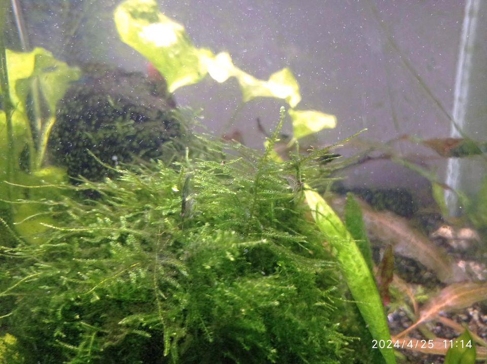 Verkaufe Süßwassergarnellen in Osterode am Harz