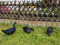 Cayuga Enten Bruteier BE, Cayugaente Bayern - Haldenwang Vorschau