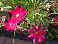 Schmuckkörbchen Pink Lila rosa Samen Traum cosmea sommerblume Rheinland-Pfalz - Kirn Vorschau