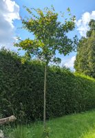Kuper-Felsenbirne als Baum / Hochstamm Nordrhein-Westfalen - Minden Vorschau