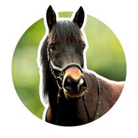 Damenreitpferd sucht neuen Wirkungskreis Sachsen-Anhalt - Frose Vorschau