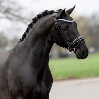 Rundgenahte GLITZER (SILBER, BLAU oder SCHWARZ Glitzer) TRENSEN pony, vb/cob & wb/full €73,95 NEU Niedersachsen - Rehburg-Loccum Vorschau