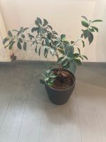 Bonsai-Pflanze in elho-Topf und Ikea Übertopf PERSILLADE 19cm Altona - Hamburg Lurup Vorschau