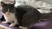 BKH Kater Katze Hauskatze sucht ein neues liebevolles zuhause Baden-Württemberg - Weinheim Vorschau