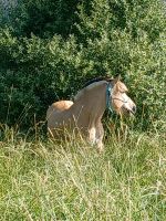 Reitbeteiligung zu vergeben,  Mitreiterin gesucht Bayern - Waltenhofen Vorschau