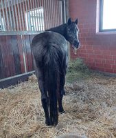 Reitbeteiligung  - Pferd sucht Reiterin Niedersachsen - Wietzendorf Vorschau