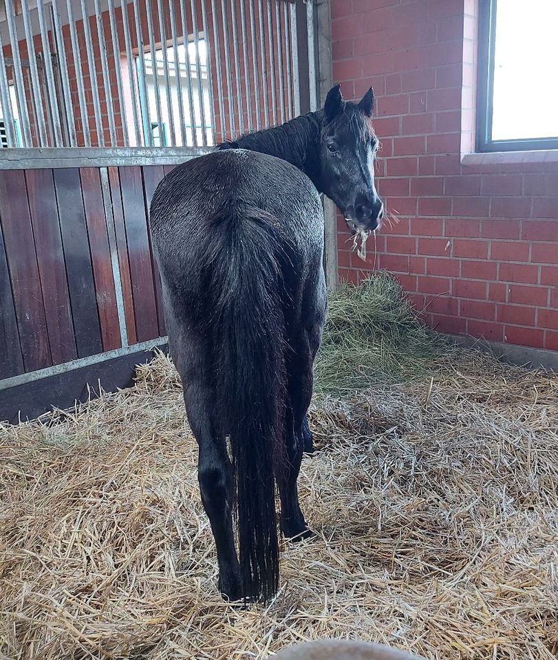 Reitbeteiligung  - Pferd sucht Reiterin in Wietzendorf