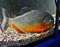 Roter Piranha serrasalmus nattereri ca 20-22cm 6er Gruppe 300€ Sachsen - Kitzscher Vorschau