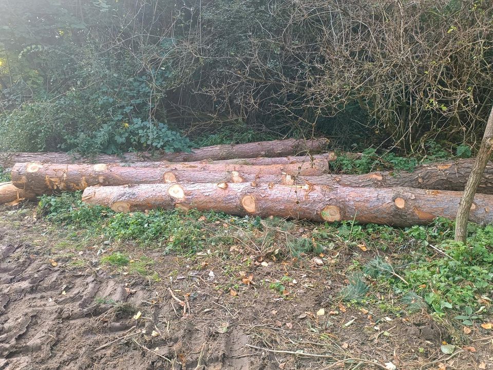 Kiefern und Lärche Stammholz zu verkaufen in Nieheim