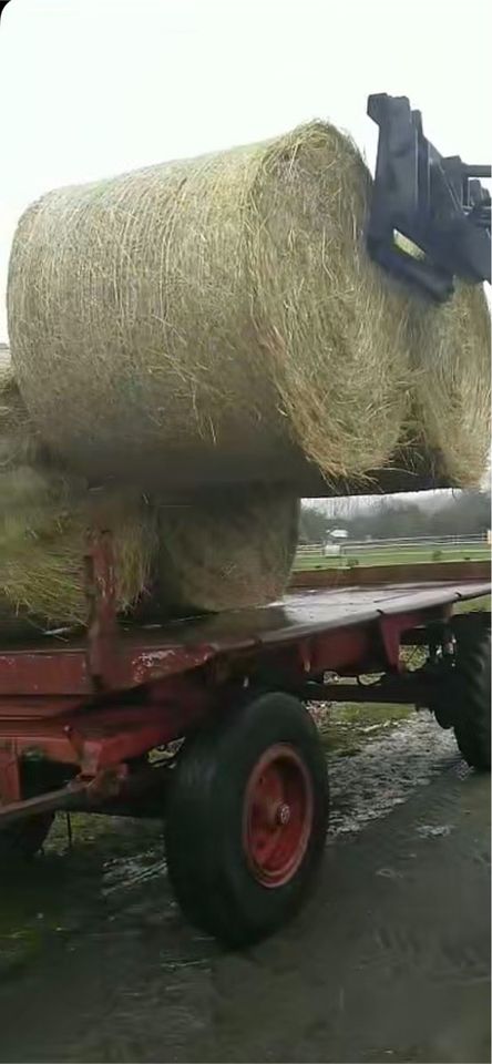 HD Strohballen kleine Ballen Pferde Haustiere auch Rundballen Heu in Babenhausen