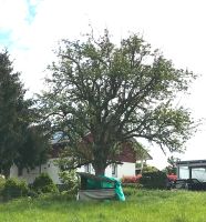 Alter Birnbaum zu verkaufen Baden-Württemberg - Weisweil Vorschau