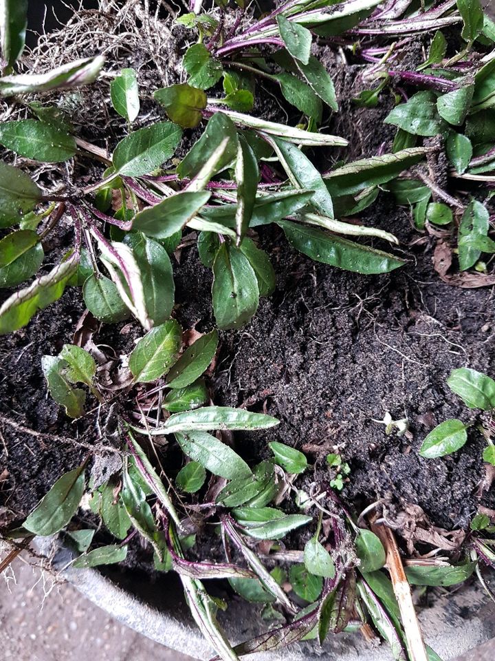 Gelenkblume winterharte Staude rosa Beetpflanze Lippenblütler in Uelzen