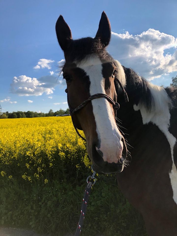 13j Scheckwallach, polnisches schweres Warmblut in Emmelshausen