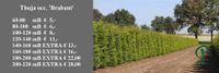 Lebensbaum Thuja Brabant 140 bis 160 cm Heckenpflanzen Thujas Niedersachsen - Wietmarschen Vorschau