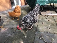 Krüper Henne 1 Jahr alt Hessen - Usingen Vorschau