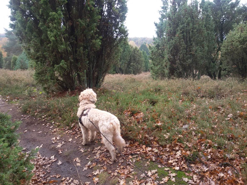 Junghunde-Anfänger, Erziehung Training Hund in Jork