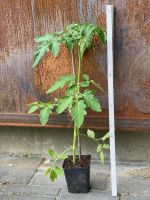 Tomatenpflanzen Tomate Gemüse Schleswig-Holstein - Büdelsdorf Vorschau