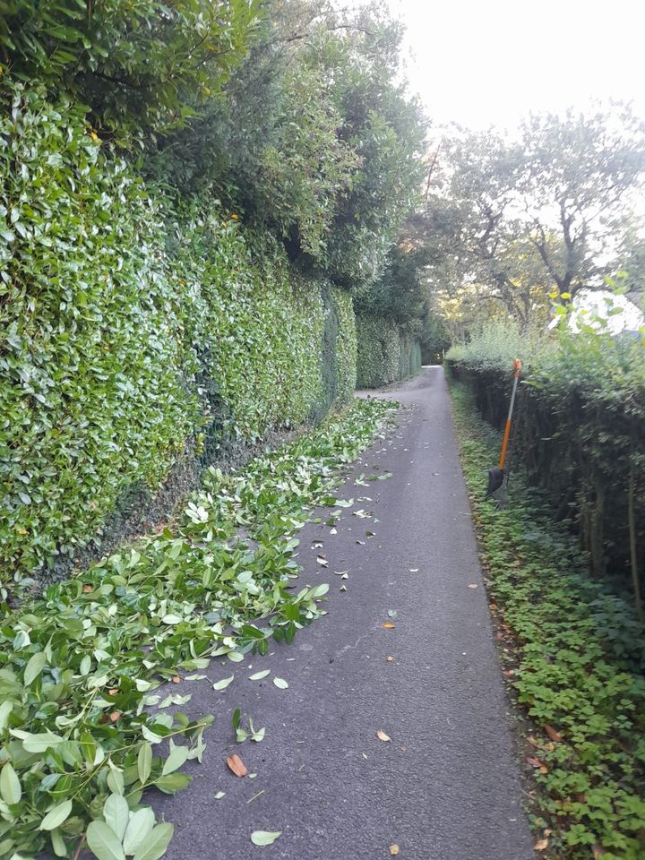 Rollrasen Gärtner Gartenarbeit Heckenschnitt Baumfäller in Essen