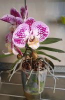 Orchideen für 6 € Orchidee Sachsen-Anhalt - Genthin Vorschau