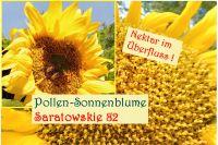 ♥ Alte Pollen Sonnenblume Saratowskie 82,Nektar Bienenweide,Imker Eimsbüttel - Hamburg Schnelsen Vorschau