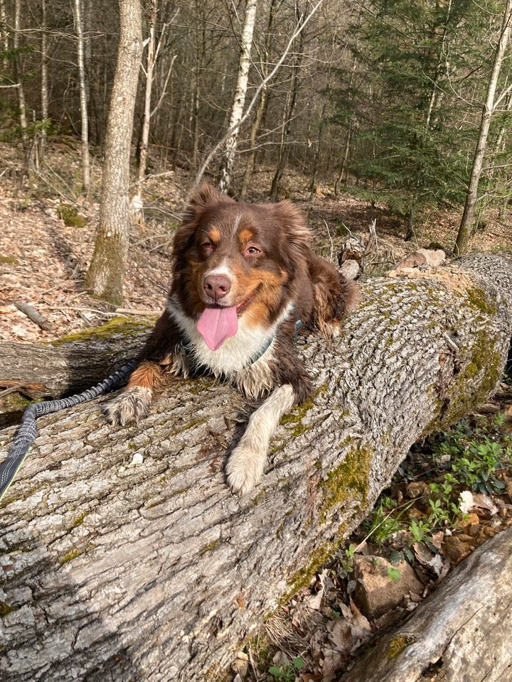 Gassi geher, Hundebetreuung an schwierigen Hund in Oppenweiler