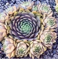 30x Sempervivum Hauswurz Steingarten Töpfe winterhart Dortmund - Eving Vorschau