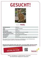 Katze / Kater vermisst Kr. München - Garching b München Vorschau