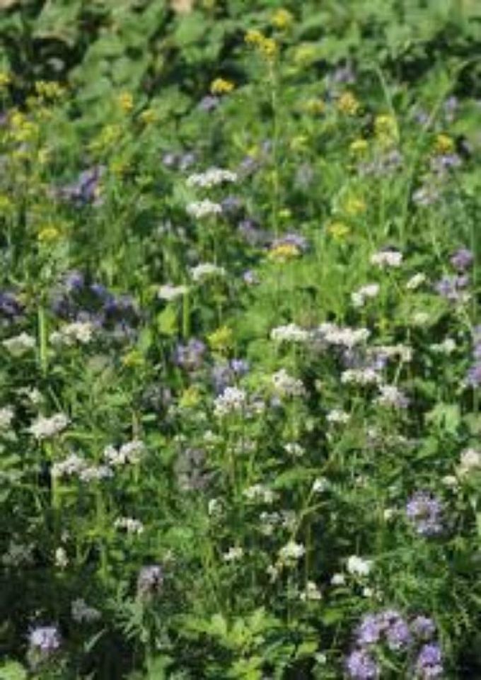 Blumenwiese, Bienenweide, Honigpflanzen Saatgut Phacelia in Dortmund