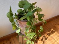 Wachswein Sukkulente Cissus Rotundifolia Berlin - Pankow Vorschau