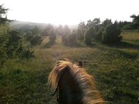 Reitunterricht, Reiten lernen im Gelände, Ausritte Hessen - Witzenhausen Vorschau