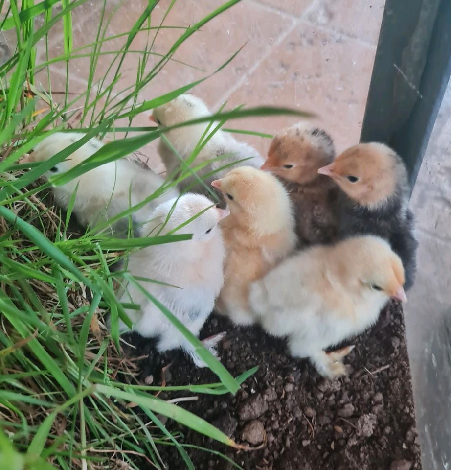 Küken federfüssige Zwerghühner Größe wie Zwergseidenhühner Huhn in Neukirch