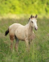 Azteca Horse Stutfohlen, buckskin aus 03/2024 Baden-Württemberg - Waldshut-Tiengen Vorschau