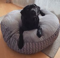 Hundebett / Kuschelkissen XXL Baden-Württemberg - Berglen Vorschau