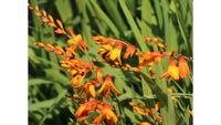 Montbretiesamen Blumensamen aus eig. Garten Bayern - Schongau Vorschau