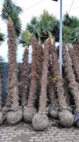 Winterhart Hanfpalme Trachycarpus fortunei Wurzelballen XXL-Stamm Nordrhein-Westfalen - Nordkirchen Vorschau