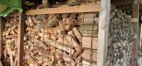 Brennholz , gemischt,  trocken, 13 Schüttraummeter Niedersachsen - Ostercappeln Vorschau