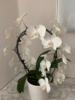 Orchidee mit weißen Blüten zu verkaufen Baden-Württemberg - Sulzfeld Vorschau