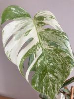 Monstera Variegata Pflanze Baden-Württemberg - Maulbronn Vorschau