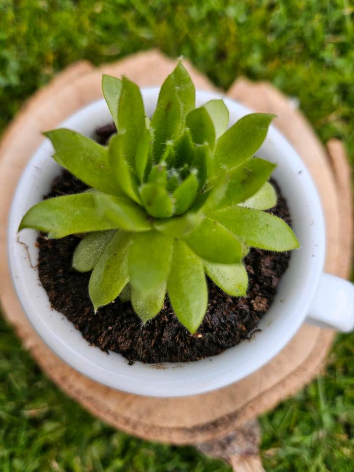 Sempervivum,  Hauswurz, Deko, Landhaus, Espressotasse, DIY in Meiningen