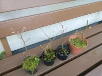 1 bis 4 Haselnuss Baum, Hasel, Corylus avellana, 2 Euro pro Baum Wuppertal - Elberfeld Vorschau