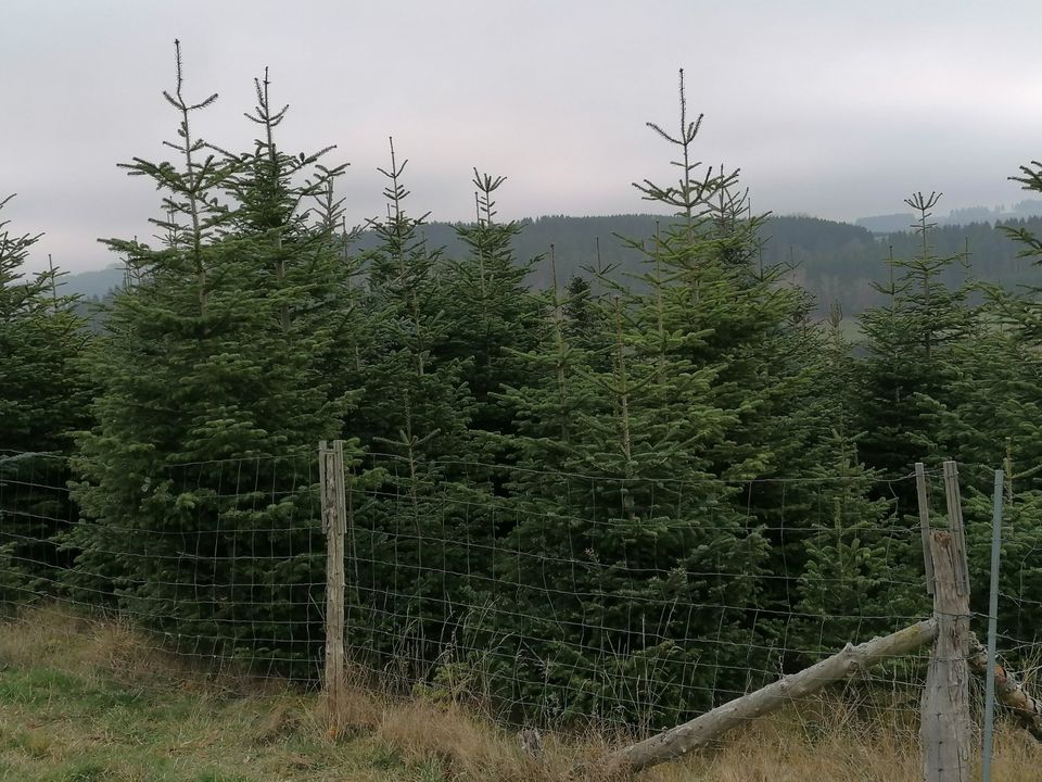 Nordmanntannen ab 2,8 Meter in Selbstwerbung zu verkaufen in Winterberg